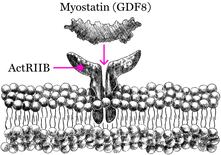 Myostatin in muscle growth