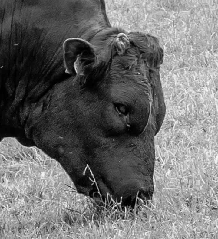 Belgian Blue breed of cattle