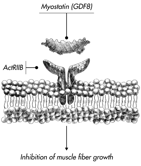 Diagram illustrating myostatin binding at the muscle cell membrane