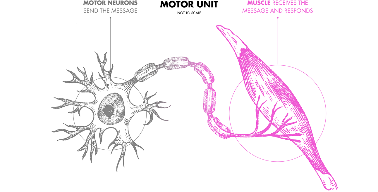 Illustration of a motor neuron connecting to muscle